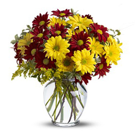 Daisies Delivery In Milan Flowers Milan Florist Premium Florist World